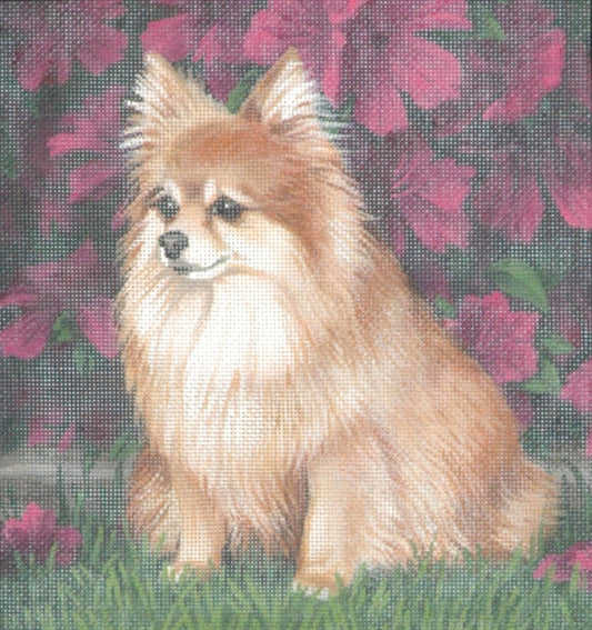 TTAP438 - Pomeranian