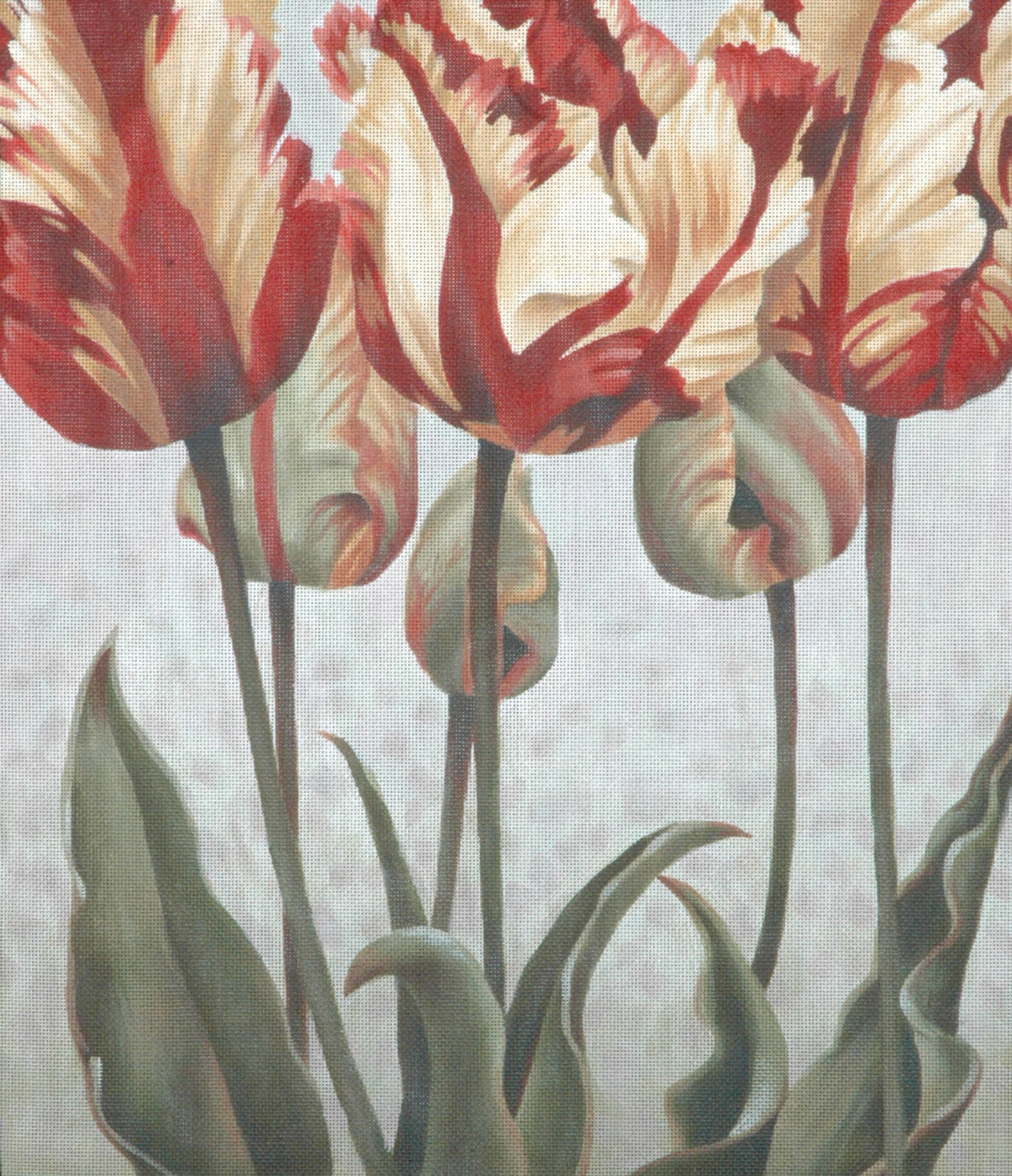 TTAP411-13 Asiatic Tulips