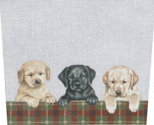 TTST111- Retriever & Lab Puppies