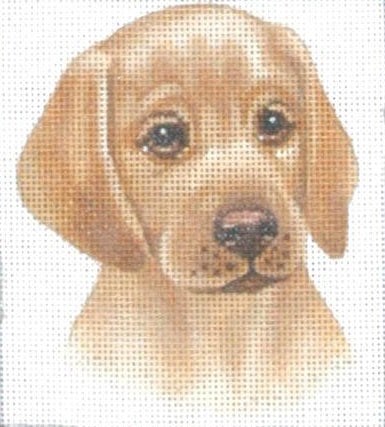 TTASP217 - Golden Lab Puppy
