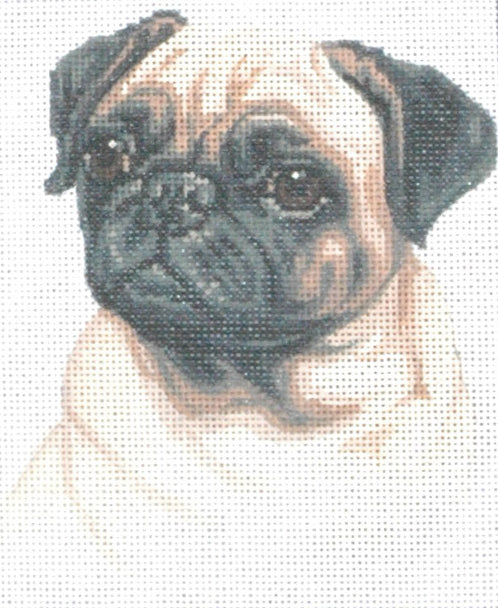 TTASP209 - Pug
