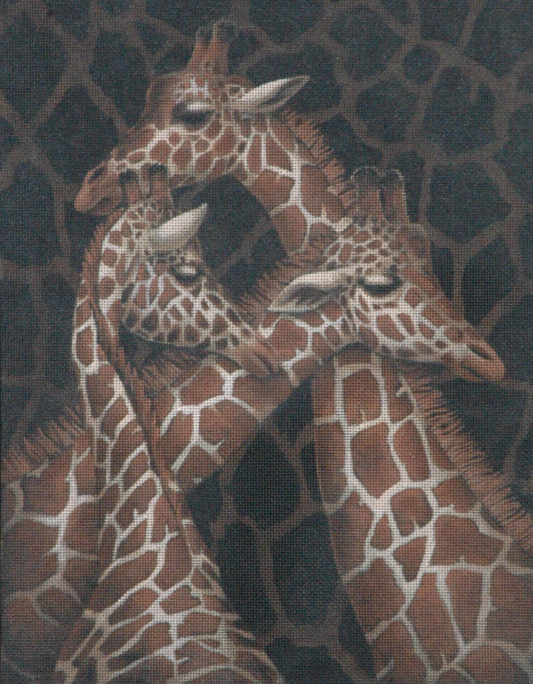 TTAP445 - Three Giraffes