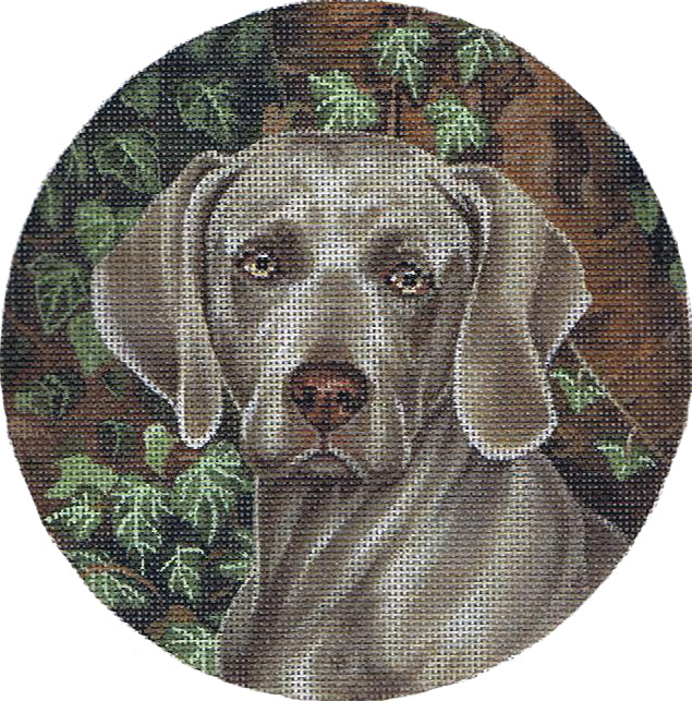 TTASP299 - Weimaraner
