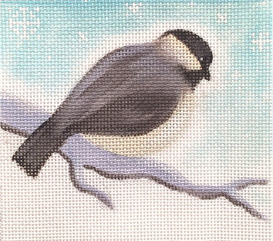 ADSP216 - Chickadee Looking Down
