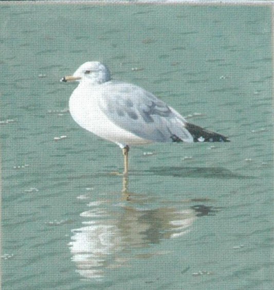 TTASP135 - Sea Gull