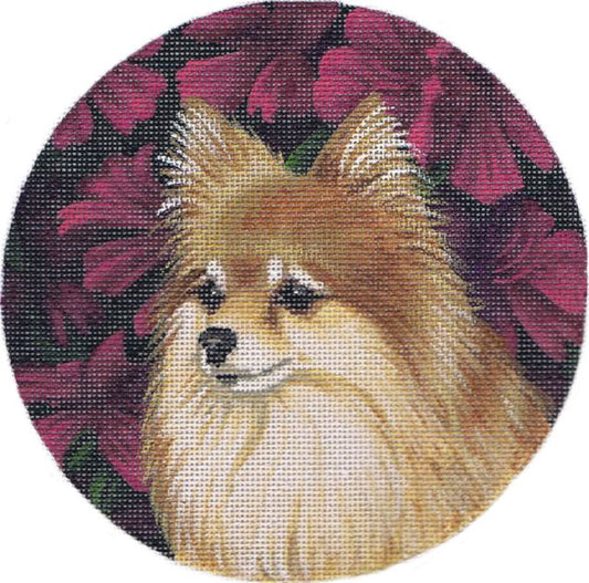 TTASP347 - Pomeranian Dog