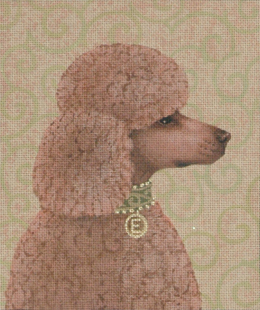 TTAP460-13 - Apricot Poodle