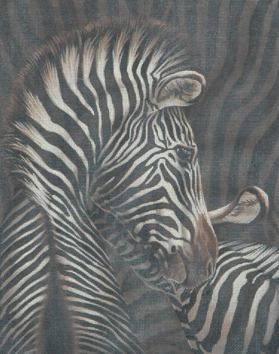 TTAP446 - Two Zebras